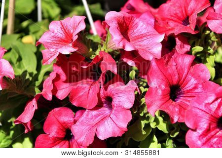 Beautiful Surfinia Pink Flowers In The Garden In Spring