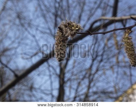 Willow Earring On A Branch On A Clear Day, Russia
