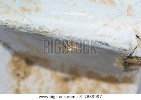 Close Up Of Salticus Scenicus Jumping Spider With A House Fly,macro Shot Of Jumping Spider.