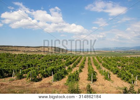 Vineyards In The Lowlands Of The Mountain. Crimean Vineyards. Crimea. Summer Landscape. Background V
