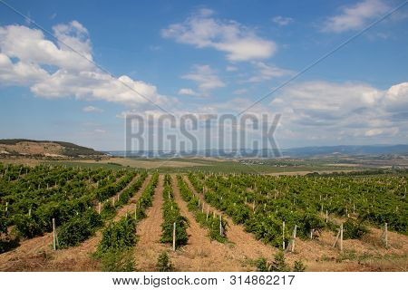 Vineyards In The Lowlands Of The Mountain. Crimean Vineyards. Crimea. Summer Landscape. Background V