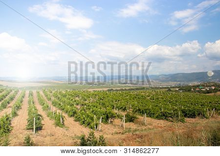 Vineyards In The Lowlands Of The Mountain. Crimean Vineyards. Crimea. Summer Landscape. Background V