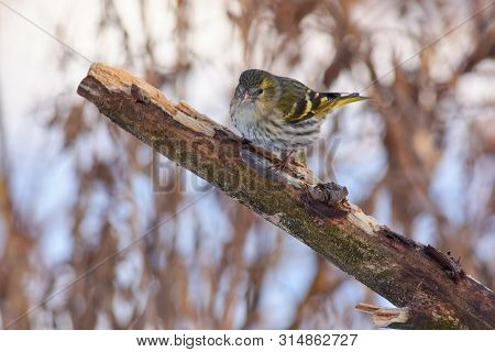 Bird - Siskin (spinus Spinus) Sitting On A Branch Covered With Lichen In The Winter Forest On The Ba