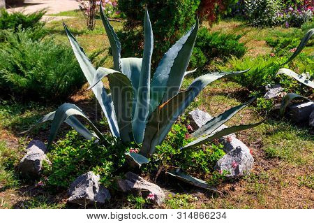 Agave Tequilana, Commonly Called Blue Agave (agave Azul) Or Tequila Agave