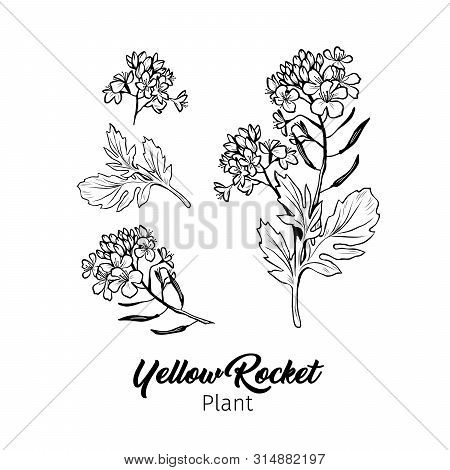 Barbarea Vulgaris Blossom Freehand Vector Sketches Set. Blooming Summer Honey Plant Black And White 