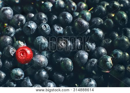 Red Berry On A Blueberry Background. One Berry Is Different Color. A Lot Of Blueberries. One Is Not 