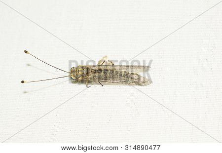 Ant Lions Insect Family From The Order Of The Retina Of The Four-winged Dragonfly Insects