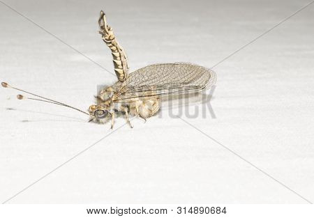 Ant Lions Insect Family From The Order Of The Retina Of The Four-winged Dragonfly Insects