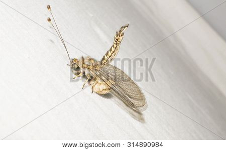 Ant Lions Insect Family From The Order Of The Retina Of The Four-winged Dragonfly Insects