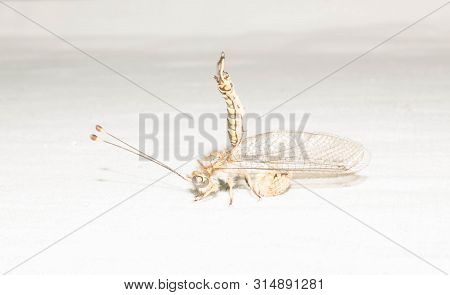 Ant Lions Insect Family From The Order Of The Retina Of The Four-winged Dragonfly Insects