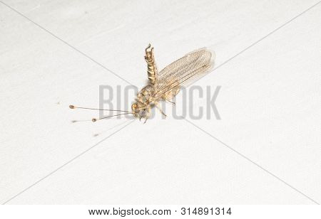 Ant Lions Insect Family From The Order Of The Retina Of The Four-winged Dragonfly Insects