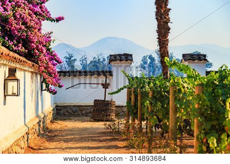 Winery, Maipo Valley, The Area Around Santiago De Chile.
