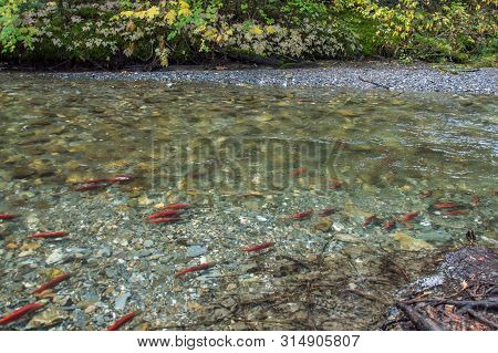 Wild Salmon Swimming Upstream In A Shallow River In The Fall
