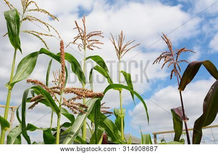 Pollen On A Sweetcorn Tassel In Selective Focus, With Taller Maize Plants Growing Beyond, Tassels Ag