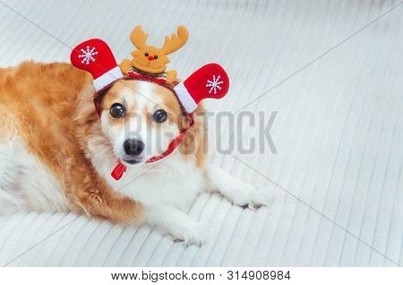 Funny dog in a suit of Santa's deer. Concept New Year and Christmas. 2020. Deer antler
