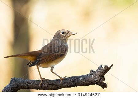 Luscinia Megarhynchos Or Ruisenor Comun Perched On A Branch
