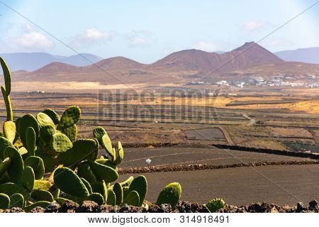 Dry Volcanic Ccultivated Fields And Cactus Lanzarote Island Spain.