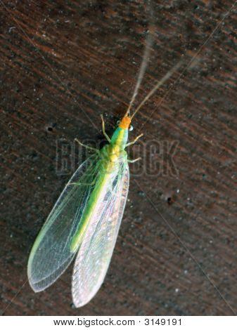 Zelený Lacewings