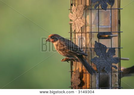Birdbirdfeeder