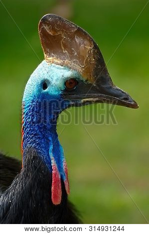 A Beautiful Portrait Of A Cassowary Bird On A Smooth Green Background In A Natural Environment