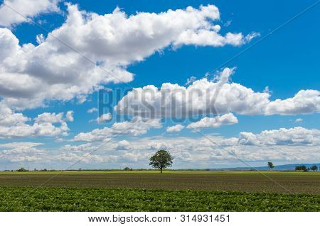 A Lonely Tree Among An Agricultural Field In Vojvodina, Serbia