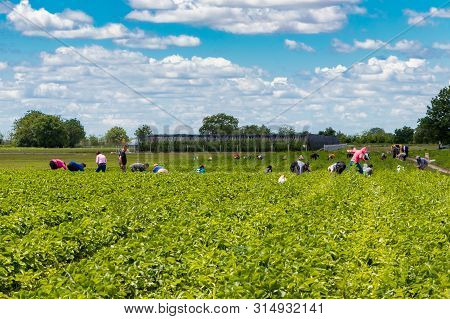 Strawberry picking season in Kisač, Novi Sad, Serbia