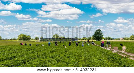 Strawberry picking season in Kisač, Novi Sad, Serbia