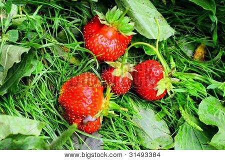 Algunas fresas sobre la hierba
