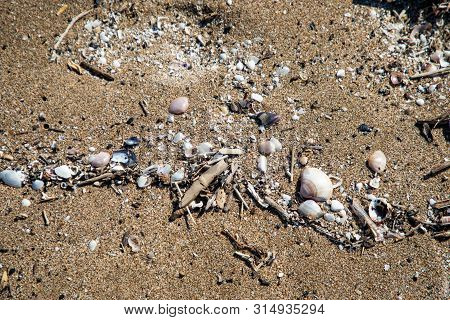 Close Up View Of Shells In The Sand