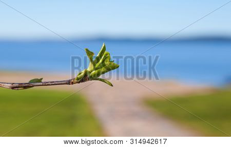 First Leafes And Kidneys In Spring Inbright Sunlight On Blue Lake Background