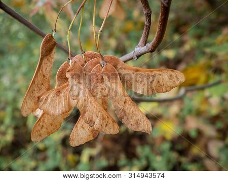 Winged Nut Fruit Of The Mountain Maple, Acer Pseudoplatanus, Maple Tree