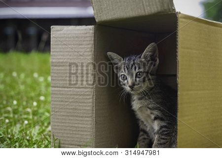 Cute Little Kittens Are Playing In The Box On The Grass In Front Of The House.
