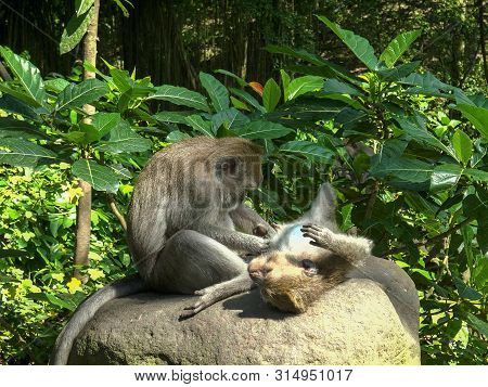 A Long Tailed Macaque Lies On Its Back As It Is Deloused