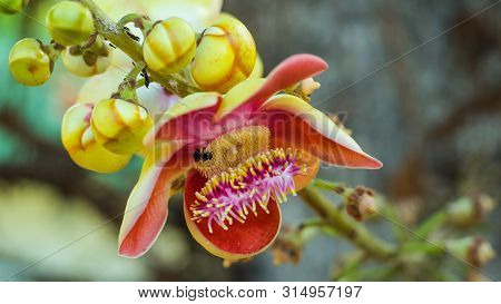 Sala Flora Or Shorea Robusta Flower On Cannonball Tree.  Shorea Robusta Flower, Beautiful Flower.