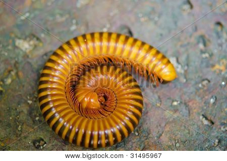 Detail Millepede