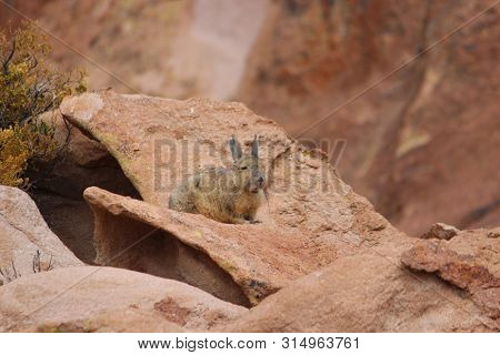 Cute Vizcacha In Its Natural Habitat In The Salar Uyuni, Bolivia
