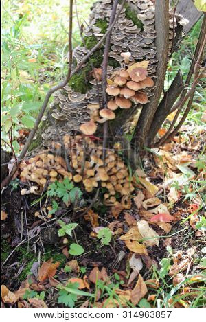 Edible Mushrooms Honey Agarics Armillaria In The Wild Grow On Old Trees. High Contrast, Natural Colo