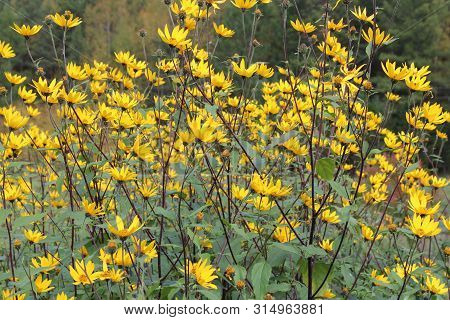Earthen Pear (jerusalem Artichoke) Flowers In Natural Conditions, A Beautiful Bright Autumn Flower O