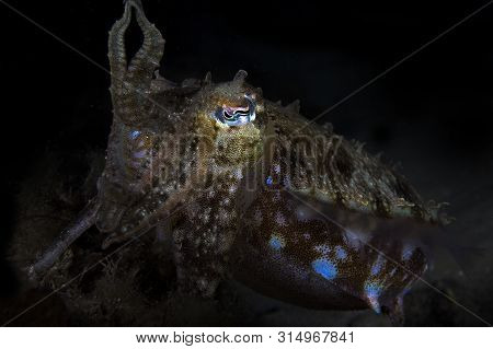 A Close Up Shot Of A Colourful Vibrant Cuttlefish With Black Background