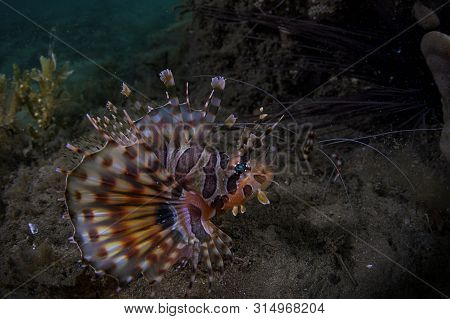 A Lion Fish With A Shrimp Close Up With Black Background