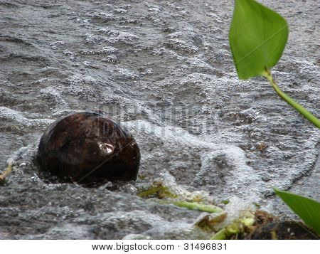 Cocco di Lakeside.