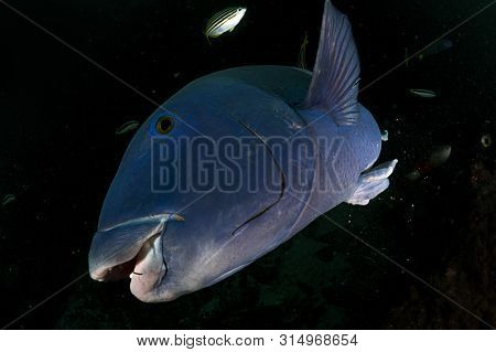 A Close Up Shot Of A Beautiful Blue Groper With Teeth