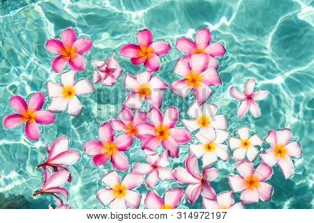 Tropical Flowers Frangipani Plumeria, Leelawadee Floating In The Water. The Spa Pool. Peace And Tran