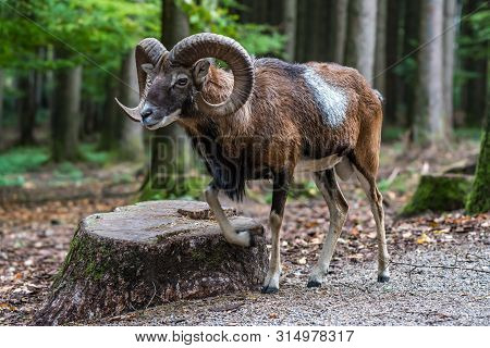 The European Mouflon, Ovis Orientalis Musimon Is The Westernmost And Smallest Sub-species Of Mouflon