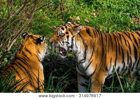 The Siberian Tiger,panthera Tigris Altaica Is The Biggest Cat In The World