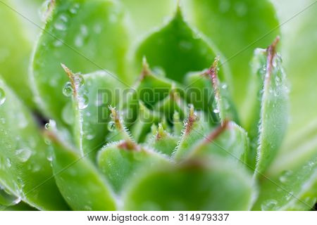Broadleaf stonecrop leaves with rain, dew drops. Latin name - Sedum Pachyclados.