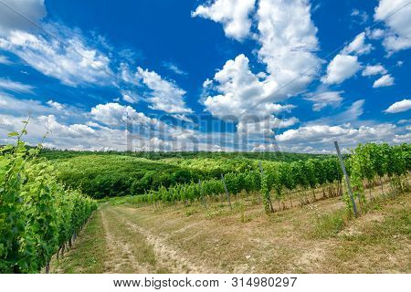Vineyard Landscape With Beautiful Clouds And Blue Sky In Summer. Cloud, Background. Beautiful Vineya