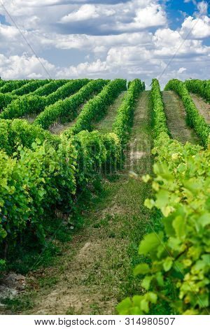 Vineyard Landscape With Beautiful Clouds And Blue Sky In Summer. Cloud, Background. Beautiful Vineya