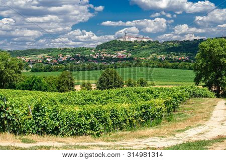 Pannonhalma Archabbey With Vine Grapes In The Vineyard, Hungary. Beautiful Vineyard Landscape With B