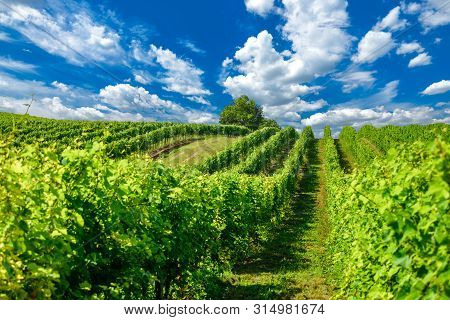 Vineyard Landscape With Beautiful Clouds And Blue Sky In Summer. Cloud, Background. Beautiful Vineya
